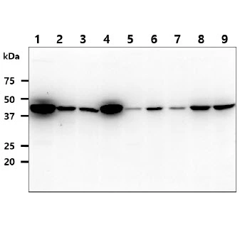 WB analysis of various samples using GTX57662 IDH1 antibody. Lane 1 : HepG2 whole cell lysate Lane 2 : A549 whole cell lysate Lane 3 : HeLa whole cell lysate Lane 4 : NIH-3T3 whole cell lysate Lane 5 : Jurkat whole cell lysate Lane 6 : K562 whole cell lysate Lane 7 : 293T whole cell lysate Lane 8 : MCF-7 whole cell lysate Lane 9 : LNCap whole cell lysate Dilution : 1:1000