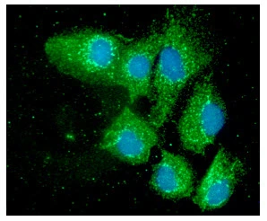 ICC/IF analysis of Hep3B cells using GTX57663 ERp57 antibody. Blue: DAPI Green: Primary antibody Dilution: 1:100 ICC/IF analysis of Hep3B cells using GTX57663 ERp57 antibody. Blue: DAPI Green: Primary antibody Dilution: 1:100
