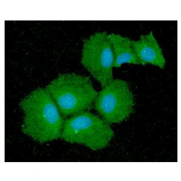 ICC/IF analysis of Hep3B cells using GTX57665 QPRT antibody. Blue: DAPI Green: Primary antibody Dilution: 1:100 ICC/IF analysis of Hep3B cells using GTX57665 QPRT antibody. Blue: DAPI Green: Primary antibody Dilution: 1:100