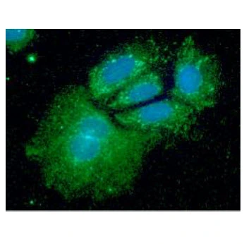 ICC/IF analysis of Hep3B cells using GTX57666 SHMT1 antibody. Blue: DAPI Green: Primary antibody Dilution: 1:100 ICC/IF analysis of Hep3B cells using GTX57666 SHMT1 antibody. Blue: DAPI Green: Primary antibody Dilution: 1:100