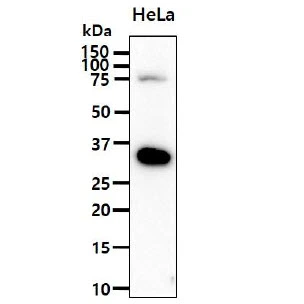 WB analysis of HeLa whole cell lysate using GTX57668 Podoplanin antibody. Loading : 40 microg Dilution : 1:1000