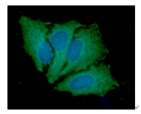 ICC/IF analysis of HeLa cells using GTX57670 JAK2 antibody. Blue: DAPI Green: Primary antibody Dilution: 1:100