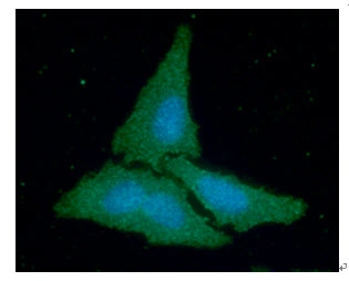 ICC/IF analysis of HeLa cells using GTX57675 Creatine kinase (brain) antibody. Blue: DAPI Green: Primary antibody Dilution: 1:100
