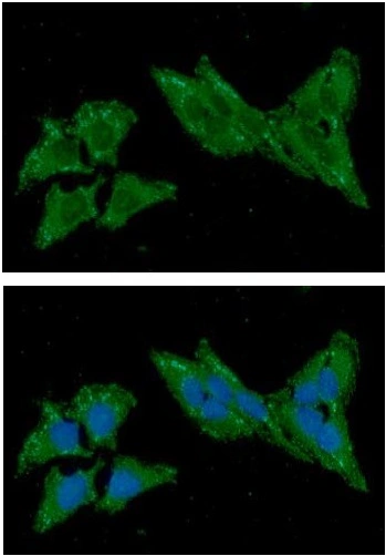 ICC/IF analysis of HeLa cells using GTX57676 TXN2 antibody. Blue: DAPI Green: Primary antibody Dilution: 1:100 ICC/IF analysis of HeLa cells using GTX57676 TXN2 antibody. Blue: DAPI Green: Primary antibody Dilution: 1:100