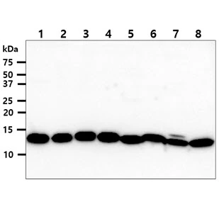WB analysis of various samples using GTX57676 TXN2 antibody. Lane 1 : HepG2 whole cell lysate Lane 2 : HeLa whole cell lysate Lane 3 : Raji whole cell lysate Lane 4 : K562 whole cell lysate Lane 5 : Jurkat whole cell lysate Lane 6 : A431 whole cell lysate Lane 7 : MCF-7 whole cell lysate Lane 8 : THP-1 whole cell lysate Loading : 40 microg Dilution : 1:1000