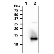 WB analysis of various samples using GTX57676 TXN2 antibody. Lane 1 : Recombinant Human Thioredoxin1 protein Lane 2 : Recombinant Human Thioredoxin2 protein Loading : 50 ng Dilution : 1:1000