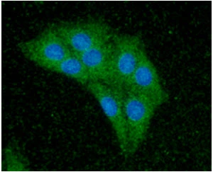 ICC/IF analysis of Balb/3T3 cells using GTX57677 CDC37 antibody. Blue: DAPI Green: Primary antibody Dilution: 1:100 ICC/IF analysis of Balb/3T3 cells using GTX57677 CDC37 antibody. Blue: DAPI Green: Primary antibody Dilution: 1:100