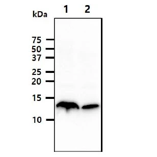 WB analysis of various samples using GTX57681 Cystatin A antibody. Lane 1 : A431 whole cell lysate Lane 2 : THP-1 whole cell lysate Loading : 40 microg Dilution : 1:1000