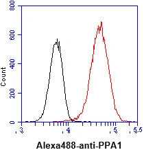 FACS analysis of HeLa cells using GTX57682 PPA1 antibody. Cell Number: 1 x 10? cells Primary antibody: Red line Antibody amount: 2-5 microg FACS analysis of HeLa cells using GTX57682 PPA1 antibody. Cell Number: 1 x 10? cells Primary antibody: Red line Antibody amount: 2-5 microg