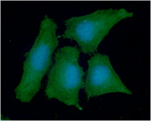 ICC/IF analysis of HeLa cells using GTX57682 PPA1 antibody. Blue: DAPI Green: Primary antibody Dilution: 1:100