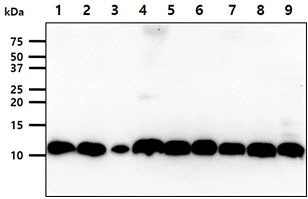 WB analysis of various samples using GTX57683 S100A11 antibody. Lane 1 : HeLa whole cell lysate Lane 2 : MCF-7 whole cell lysate Lane 3 : PC-3 whole cell lysate Lane 4 : HaCaT whole cell lysate Lane 5 : THP-1 whole cell lysate Lane 6 : U87-MG whole cell lysate Lane 7 : A427 whole cell lysate Lane 8 : SK-OV-3 whole cell lysate Lane 9 : A549 whole cell lysate Loading : 40 microg Dilution : 1:1000