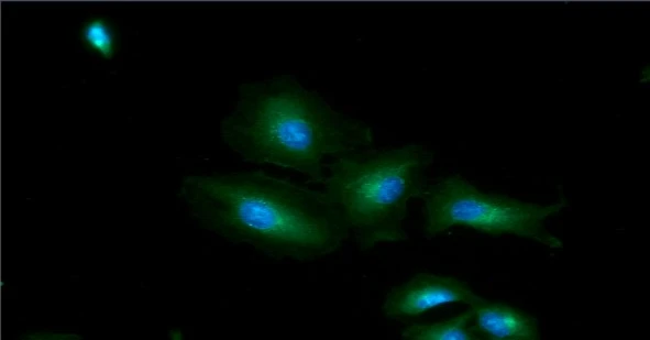 ICC/IF analysis of A549 cells using GTX57691 GOT1 antibody. Blue: DAPI Green: Primary antibody Dilution: 1:100