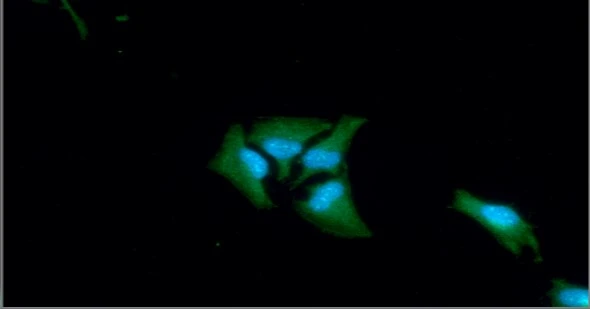 ICC/IF analysis of HeLa cells using GTX57691 GOT1 antibody. Blue: DAPI Green: Primary antibody Dilution: 1:100