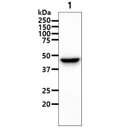 WB analysis of A427 whole cell lysate using GTX57691 GOT1 antibody. Loading : 40 microg Dilution : 1:1000