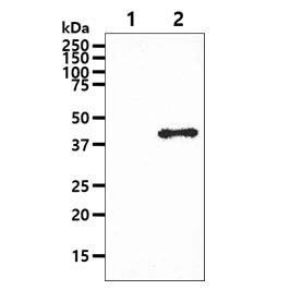 WB analysis of various samples using GTX57691 GOT1 antibody. Lane 1 : 293T cell lysate Lane 2 : GOT1 transfected 293T cell lysate Loading : 10 microg Dilution : 1:1000