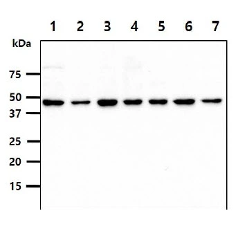 WB analysis of various samples using GTX57692 PSMD11 antibody. Lane 1 : HeLa whole cell lysate Lane 2 : 293T whole cell lysate Lane 3 : U87-MG whole cell lysate Lane 4 : NIH-3T3 whole cell lysate Lane 5 : PC-3 whole cell lysate Lane 6 : TF1 whole cell lysate Lane 7 : MCF-7 whole cell lysate Loading : 40 microg Dilution : 1:1000