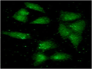 ICC/IF analysis of A549 cells using GTX57696 ALDH2 antibody. Green: Primary antibody Dilution: 1:100 ICC/IF analysis of A549 cells using GTX57696 ALDH2 antibody. Green: Primary antibody Dilution: 1:100