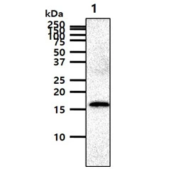 WB analysis of PC-3 whole cell lysate using GTX57698 GMF beta antibody. Loading : 40 microg Dilution : 1:1000 WB analysis of PC-3 whole cell lysate using GTX57698 GMF beta antibody. Loading : 40 microg Dilution : 1:1000
