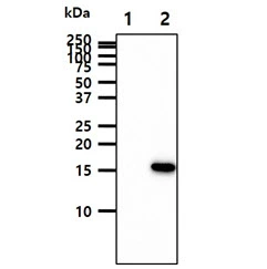 WB analysis of various samples using GTX57698 GMF beta antibody. Lane 1 : 293T cell lysate Lane 2 : GMFB transfected 293T cell lysate Loading : 10 microg Dilution : 1:1000