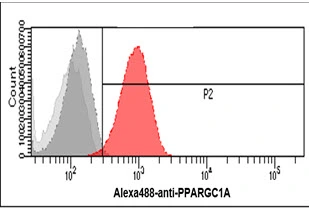 FACS analysis of HeLa cells using GTX57707 PGC1 alpha antibody. Cell Number: 1 x 10? cells Red: Primary antibody Antibody amount: 2-5 microg FACS analysis of HeLa cells using GTX57707 PGC1 alpha antibody. Cell Number: 1 x 10? cells Red: Primary antibody Antibody amount: 2-5 microg
