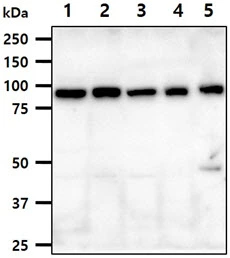 WB analysis of various samples using GTX57707 PGC1 alpha antibody. Lane 1 : HeLa whole cell lysate Lane 2 : MCF-7 whole cell lysate Lane 3 : HepG2 whole cell lysate Lane 4 : 293T whole cell lysate Lane 5 : Mouse brain tissue lysate Loading : 40 microg Dilution : 1:1000