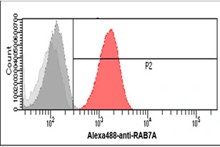 FACS analysis of HeLa cells using GTX57709 RAB7A antibody. Cell Number: 1 x 10? cells Red: Primary antibody Antibody amount: 2-5 microg FACS analysis of HeLa cells using GTX57709 RAB7A antibody. Cell Number: 1 x 10? cells Red: Primary antibody Antibody amount: 2-5 microg