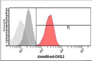 FACS analysis of HeLa cells using GTX57710 YKL-39 antibody. Cell Number: 1 x 10? cells Red: Primary antibody Antibody amount: 2-5 microg FACS analysis of HeLa cells using GTX57710 YKL-39 antibody. Cell Number: 1 x 10? cells Red: Primary antibody Antibody amount: 2-5 microg