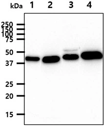 WB analysis of various samples using GTX57710 YKL-39 antibody. Lane 1 : 293T whole cell lysate Lane 2 : HeLa whole cell lysate Lane 3 : HepG2 whole cell lysate Lane 4 : LNCap whole cell lysate Loading : 40 microg Dilution : 1:1000