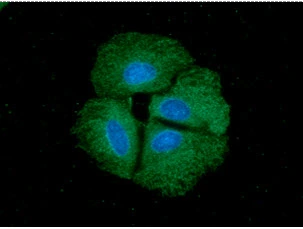 ICC/IF analysis of Hep3B cells using GTX57711 Cyclophilin 40 antibody. Blue: DAPI Green: Primary antibody Dilution: 1:100 ICC/IF analysis of Hep3B cells using GTX57711 Cyclophilin 40 antibody. Blue: DAPI Green: Primary antibody Dilution: 1:100