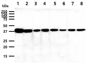 WB analysis of various samples using GTX57711 Cyclophilin 40 antibody. Lane 1 : K562 whole cell lysate Lane 2 : Jurkat whole cell lysate Lane 3 : HeLa whole cell lysate Lane 4 : HepG2 whole cell lysate Lane 5 : A549 whole cell lysate Lane 6 : MCF-7 whole cell lysate Lane 7 : SK-OV-3 whole cell lysate Lane 8 : PC-3 whole cell lysate Loading : 40 microg Dilution : 1:1000