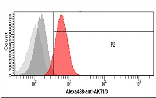 FACS analysis of A549 cells using GTX57714 AKT1 + AKT3 antibody [AT6D5]. Cell Number: 1 x 10? cells Red: Primary antibody Antibody amount: 2-5 microg