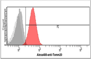 FACS analysis of HeLa cells using GTX57716 TOMM20 antibody. Cell Number: 1 x 10? cells Red: Primary antibody Antibody amount: 2-5 microg FACS analysis of HeLa cells using GTX57716 TOMM20 antibody. Cell Number: 1 x 10? cells Red: Primary antibody Antibody amount: 2-5 microg