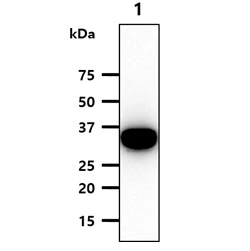 WB analysis of HepG2 whole cell lysate using GTX57723 SULT2A1 antibody. Loading : 40 microg Dilution : 1:1000