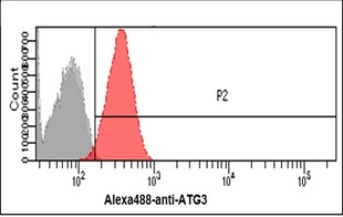 FACS analysis of HeLa cells using GTX57724 ATG3 antibody. Cell Number: 1 x 10? cells Red: Primary antibody Antibody amount: 2-5 microg FACS analysis of HeLa cells using GTX57724 ATG3 antibody. Cell Number: 1 x 10? cells Red: Primary antibody Antibody amount: 2-5 microg