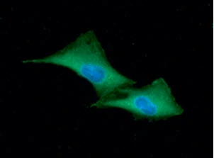 ICC/IF analysis of A549 cells using GTX57728 GSTP1 antibody. Blue: DAPI Green: Primary antibody Dilution: 1:100