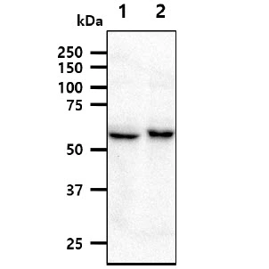 WB analysis of various samples using GTX57729 NMT1 antibody [AT2C8]. Lane 1 : HepG2 whole cell lysate Lane 2 : 293T whole cell lysate Loading : 40microg