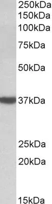 WB analysis of human cerebellum lysate using GTX57737 DAO antibody. Dilution : 0.03microg/ml Loading : 35microg protein in RIPA buffer WB analysis of human cerebellum lysate using GTX57737 DAO antibody. Dilution : 0.03microg/ml Loading : 35microg protein in RIPA buffer