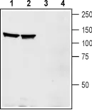 WB analysis of rat (lanes 1 and 3) and mouse (lanes 2 and 4) brain membrane lysates using GTX57738 EphA1 antibody. Lane 1 and 3 : Primary antibody Lane 2 and 4 : Primary antibody preincubated with the control peptide antigen Dilution : 1:200