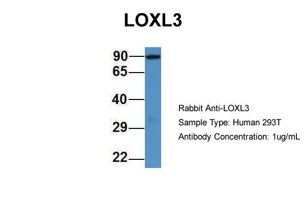 WB analysis of 239T cell lysate using GTX57750 LOXL3 antibody. Dilution : 1 microg/ml WB analysis of 239T cell lysate using GTX57750 LOXL3 antibody. Dilution : 1 microg/ml
