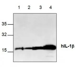 Western blot analysis with recombinant human IL-1b. Lane 1: 10 ng; Lane 2: 50 ng; Lane 3: 250 ng; Lane 4: 1 ug.