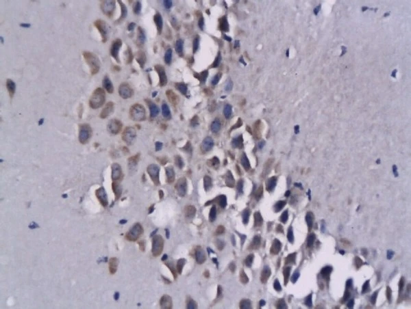 IHC-P analysis of mouse brain tissue using GTX60199 CXCL16 antibody.