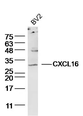 WB analysis of BV2 cell lysates using GTX60199 CXCL16 antibody. Dilution : 1:300