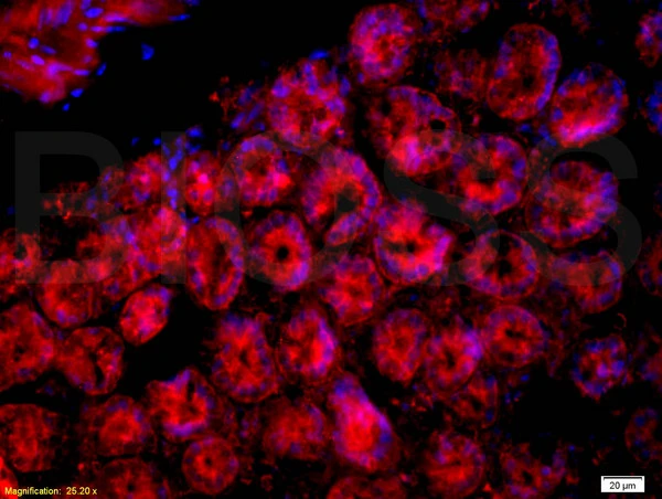 IHC-P analysis of mouse intestine tissue using GTX60201 CD33 antibody. Dilution : 1:200