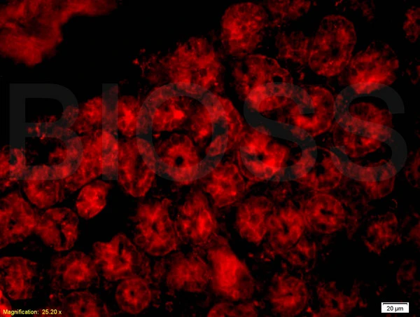 IHC-P analysis of mouse intestine tissue using GTX60201 CD33 antibody. Dilution : 1:200