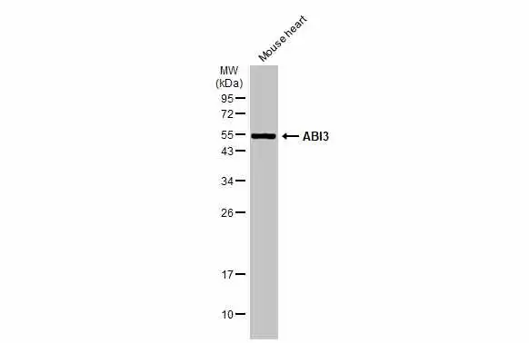 Mouse tissue extract (50 microg) was separated by 12% SDS-PAGE, and the membrane was blotted with ABI3 antibody (GTX60228) diluted at 1:500. The HRP-conjugated anti-rabbit IgG antibody (GTX213110-01) was used to detect the primary antibody, and the signal was developed with Trident ECL plus-Enhanced.