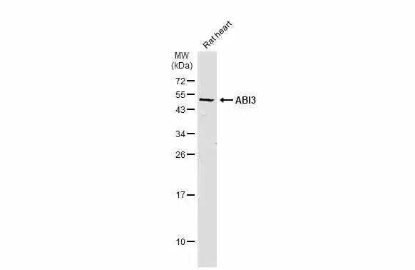 IHC-P analysis of rat kidney tissue using GTX60228 ABI3 antibody. Dilution : 1:200