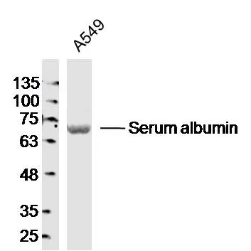 WB analysis of A549 cell lysates using GTX60252 Albumin antibody [3F4]. Dilution : 1:300