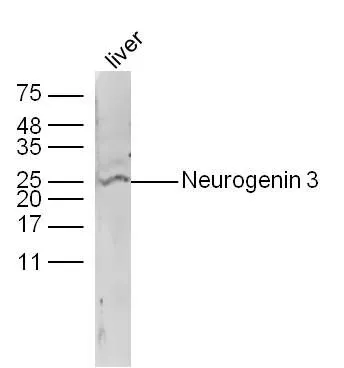 WB analysis of mouse liver tissue lysate using GTX60254 NGN3 antibody. Dilution : 1:300
