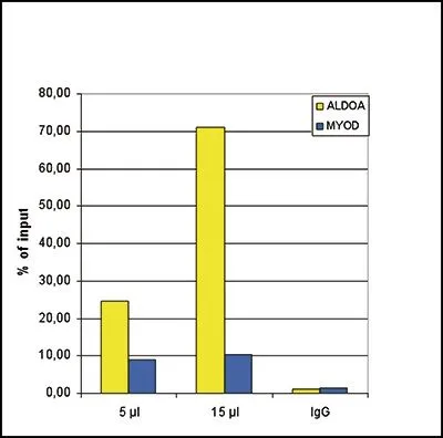 ChIP analysis of sheared chromatin from 1.5x10? U2OS cells using GTX60328 Histone H3K9acS10ph (Acetyl Lys9/phospho Ser10) antibody. A titration of the antibody consisting of 5 and 15 microl per ChIP experiment was analysed. IgG (5 microg/IP) was used as negative IP control. QPCR was performed with primers for the ALDOA (fructose-bisphosphate aldolase A) promoter and for the coding region of the myogenic differentiation gene (MYOD), a gene that is inactive at normal conditions. This figure shows the recovery, expressed as a % of input (the relative amount of immunoprecipitated DNA compared to input DNA after qPCR analysis). ChIP analysis of sheared chromatin from 1.5x10? U2OS cells using GTX60328 Histone H3K9acS10ph (Acetyl Lys9/phospho Ser10) antibody. A titration of the antibody consisting of 5 and 15 microl per ChIP experiment was analysed. IgG (5 microg/IP) was used as negative IP control. QPCR was performed with primers for the ALDOA (fructose-bisphosphate aldolase A) promoter and for the coding region of the myogenic differentiation gene (MYOD), a gene that is inactive at normal conditions. This figure shows the recovery, expressed as a % of input (the relative amount of immunoprecipitated DNA compared to input DNA after qPCR analysis).