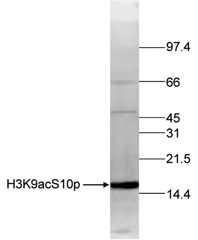 WB analysis of histone extracts (15 microg) from HeLa cells using GTX60328 Histone H3K9acS10ph (Acetyl Lys9/phospho Ser10) antibody. Dilution : 1:250